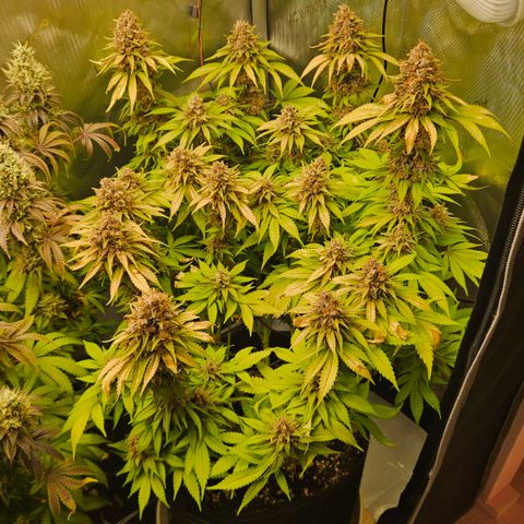 Lemon Haze growlog timeline photo