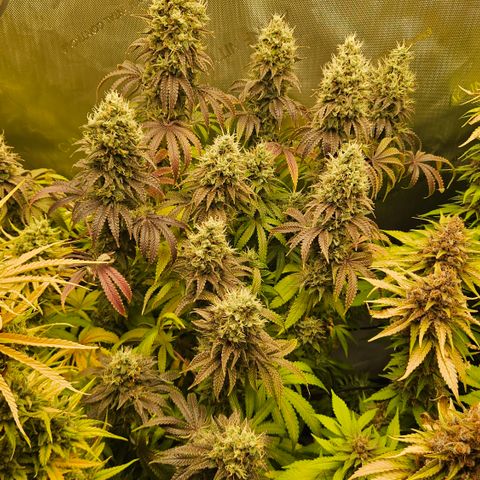 Purple Mimosa  growlog timeline photo