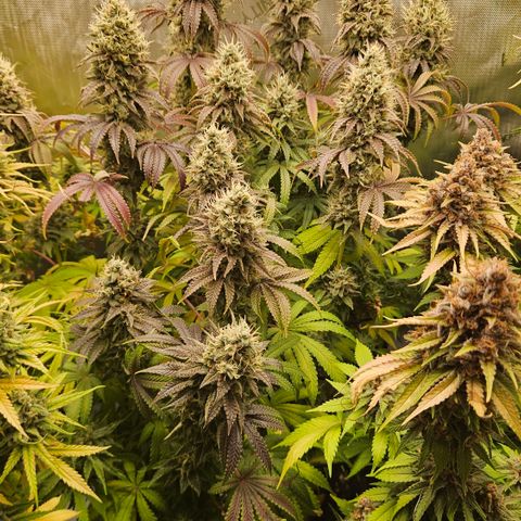 Purple Mimosa  growlog timeline photo