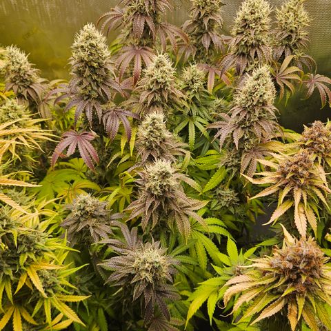 Purple Mimosa  growlog timeline photo