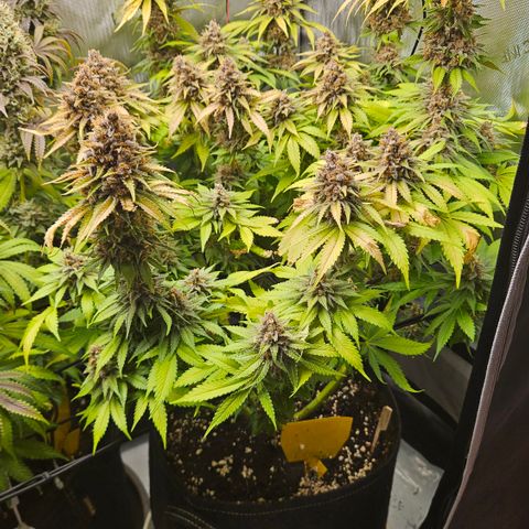 Lemon Haze growlog timeline photo
