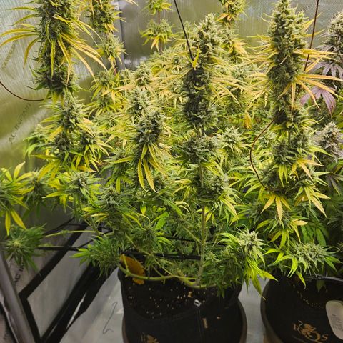 Pain Killer growlog timeline photo
