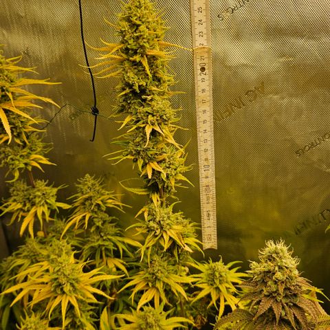 Pain Killer growlog timeline photo