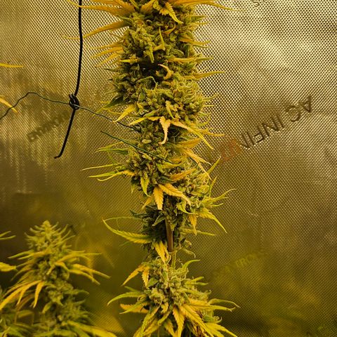 Pain Killer growlog timeline photo