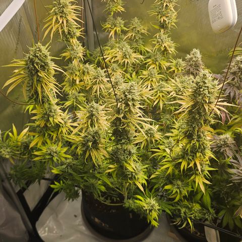 Pain Killer growlog timeline photo