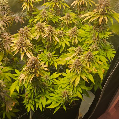 Lemon Haze growlog timeline photo