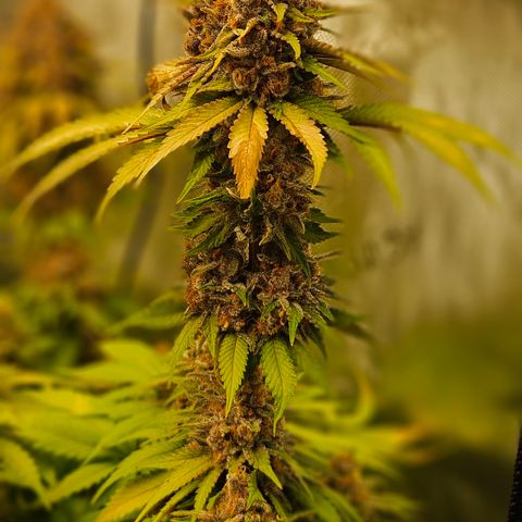 Lemon Haze growlog timeline photo