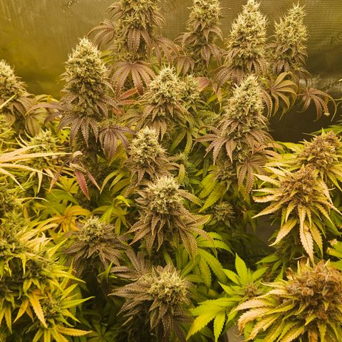 Purple Mimosa  growlog timeline photo