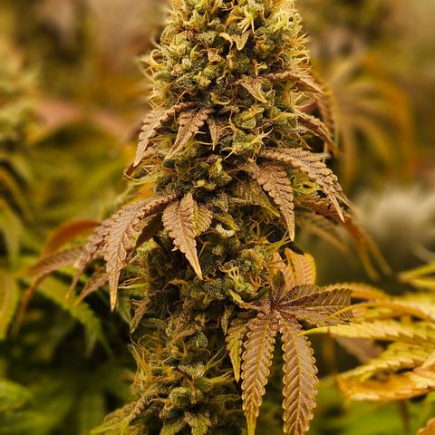 Purple Mimosa  growlog timeline photo
