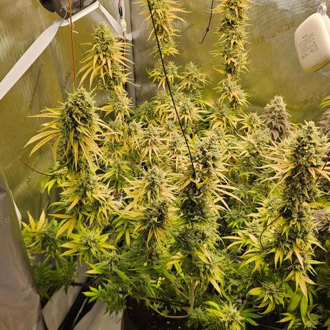 Pain Killer growlog timeline photo