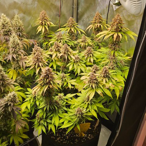 Lemon Haze growlog timeline photo