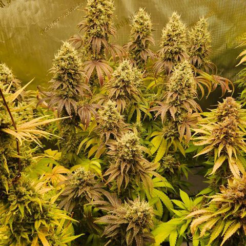 Purple Mimosa  growlog timeline photo