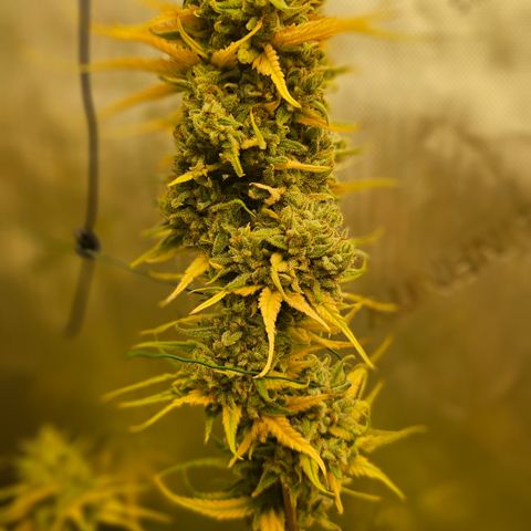 Pain Killer growlog timeline photo