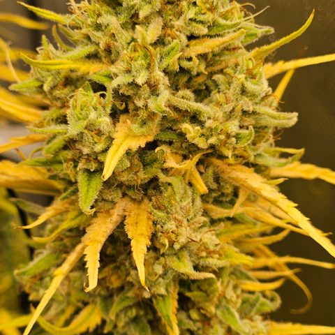 Pain Killer growlog timeline photo
