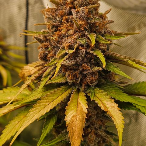 Lemon Haze growlog timeline photo