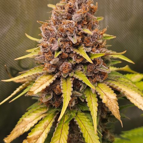 Lemon Haze growlog timeline photo