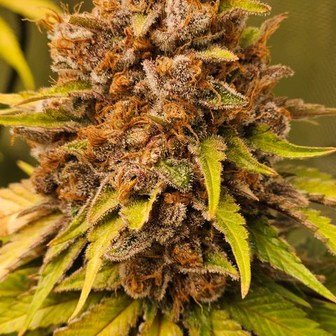 Lemon Haze growlog timeline photo
