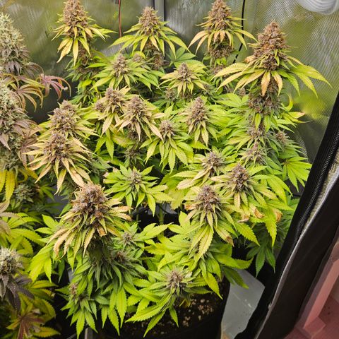 Lemon Haze growlog timeline photo