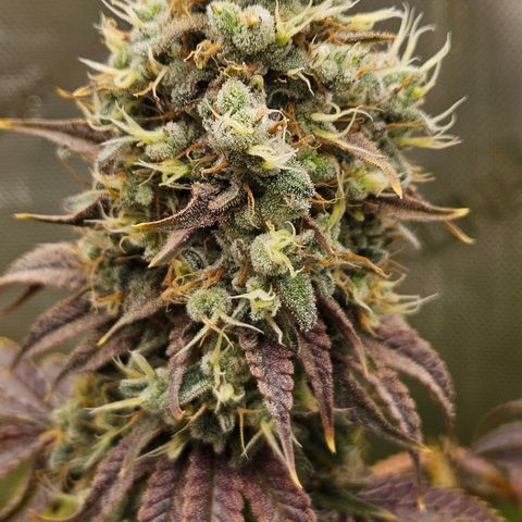 Purple Mimosa  growlog timeline photo
