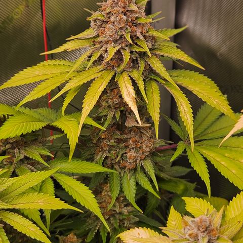 Lemon Haze growlog timeline photo