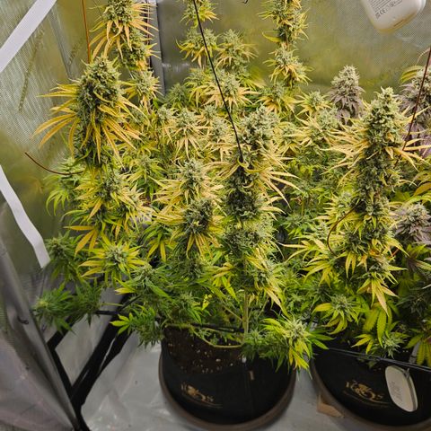 Pain Killer growlog timeline photo