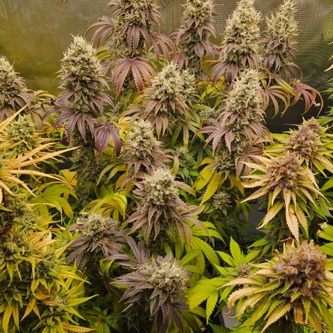 Purple Mimosa  growlog timeline photo
