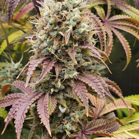 Purple Mimosa  growlog timeline photo