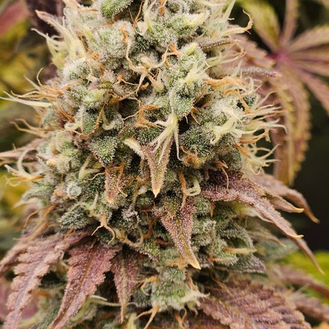 Purple Mimosa  growlog timeline photo