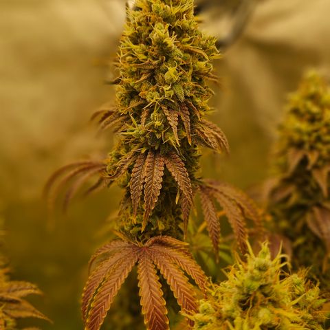 Purple Mimosa  growlog timeline photo