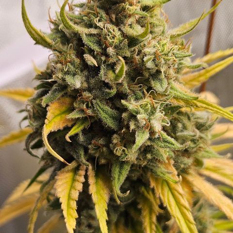 Pain Killer growlog timeline photo