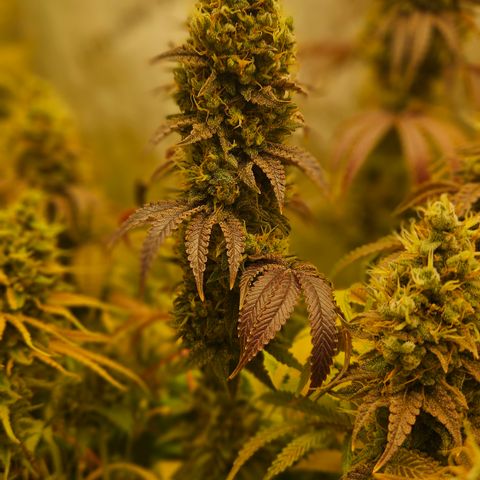 Purple Mimosa  growlog timeline photo