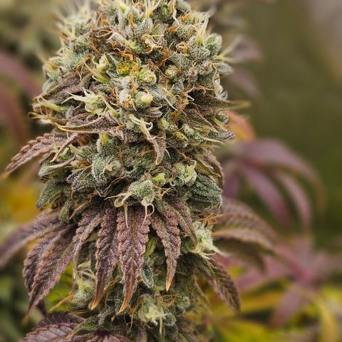 Purple Mimosa  growlog timeline photo