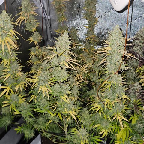 Pain Killer growlog timeline photo