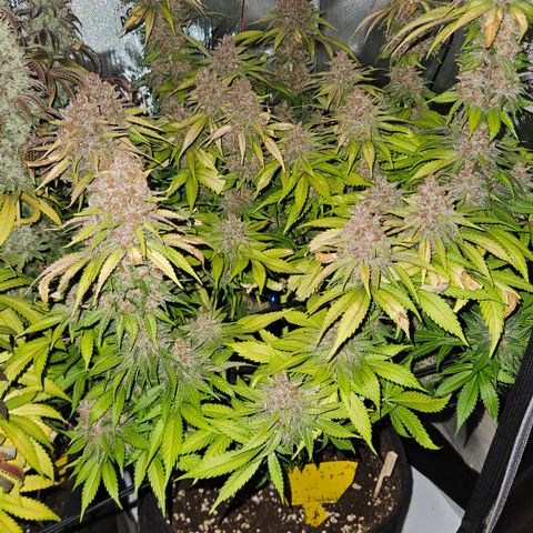 Lemon Haze growlog timeline photo