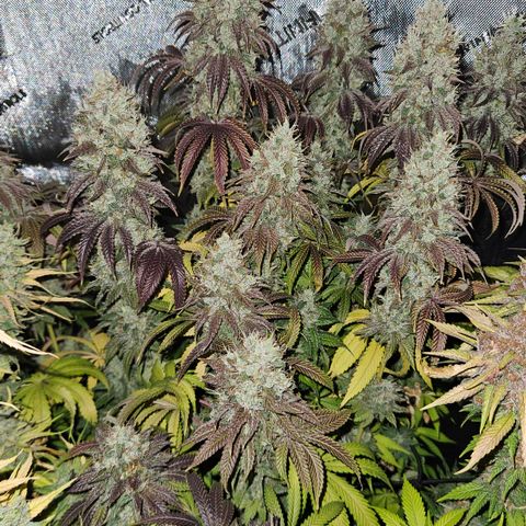 Purple Mimosa  growlog timeline photo
