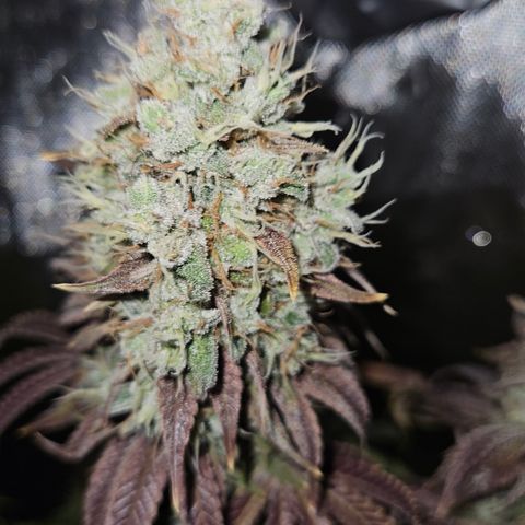 Purple Mimosa  growlog timeline photo