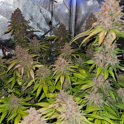Lemon Haze growlog timeline photo