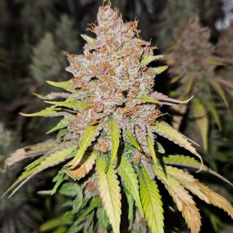 Lemon Haze growlog timeline photo