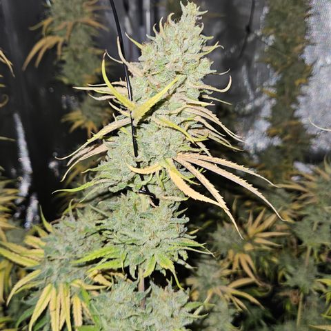 Pain Killer growlog timeline photo