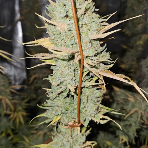Pain Killer growlog timeline photo