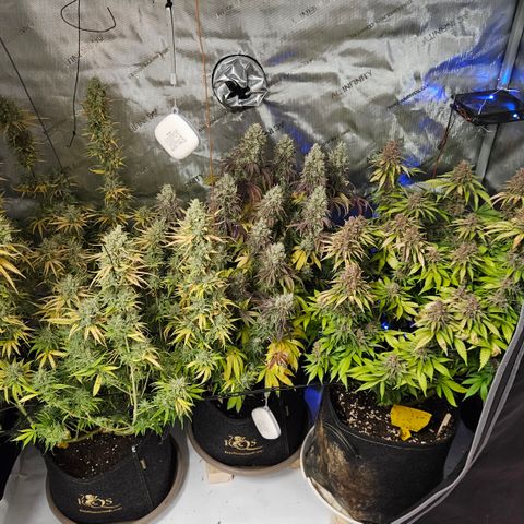 Lemon Haze growlog timeline photo
