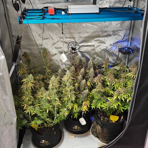 Lemon Haze growlog timeline photo
