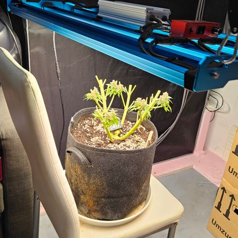 Lemon Haze growlog timeline photo