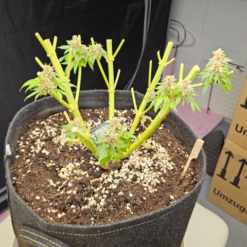 Lemon Haze growlog timeline photo
