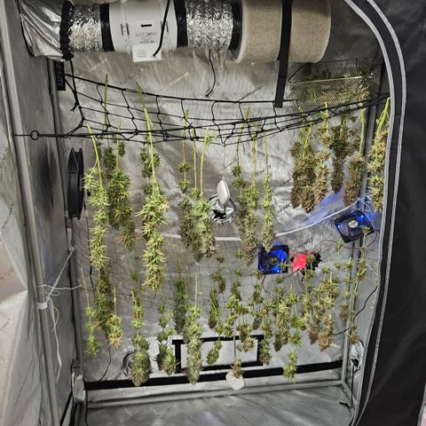 Lemon Haze growlog timeline photo