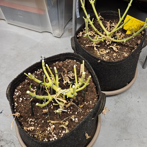Purple Mimosa  growlog timeline photo