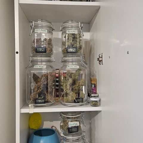 Lemon Haze growlog timeline photo