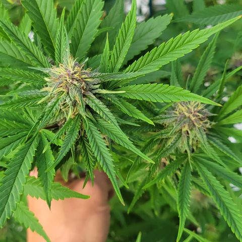 Gros growlog timeline photo