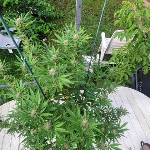 Gros growlog timeline photo
