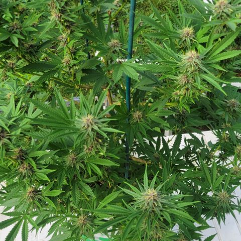 Gros growlog timeline photo